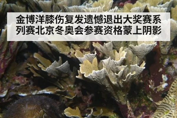 金博洋膝伤复发遗憾退出大奖赛系列赛北京冬奥会参赛资格蒙上阴影