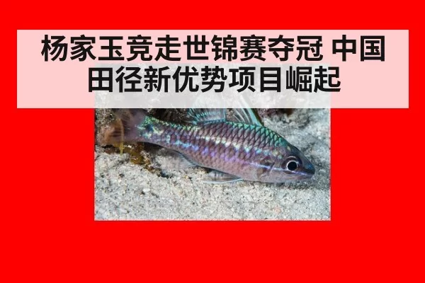 杨家玉竞走世锦赛夺冠 中国田径新优势项目崛起